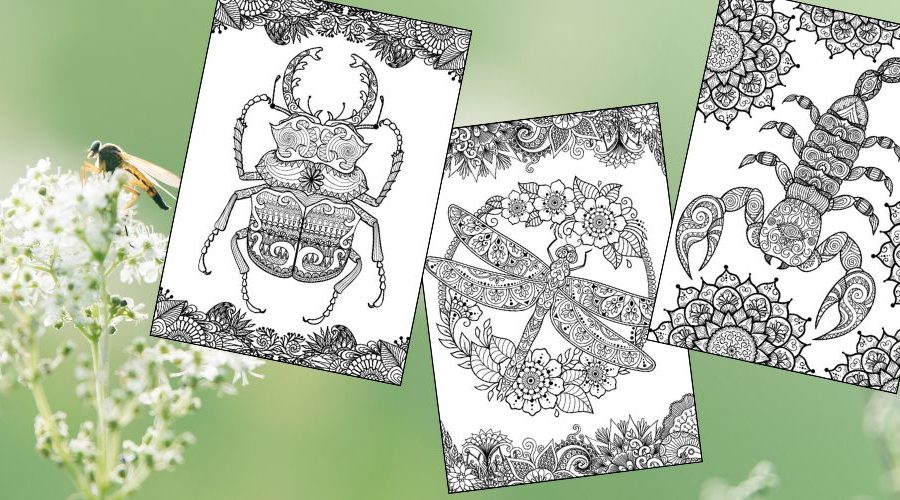 Free Insect Mandala Printable Coloring Pages for Adults Feature