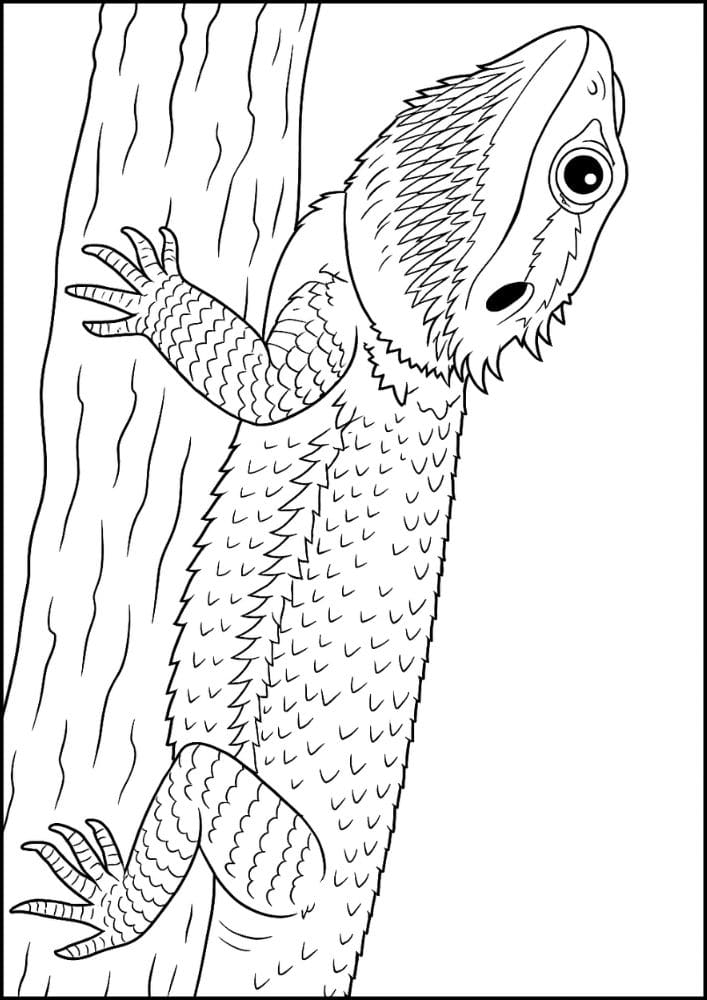 Free Printable Reptile Coloring Pages for Kids Colouring Book lizard bearded dragon realistic