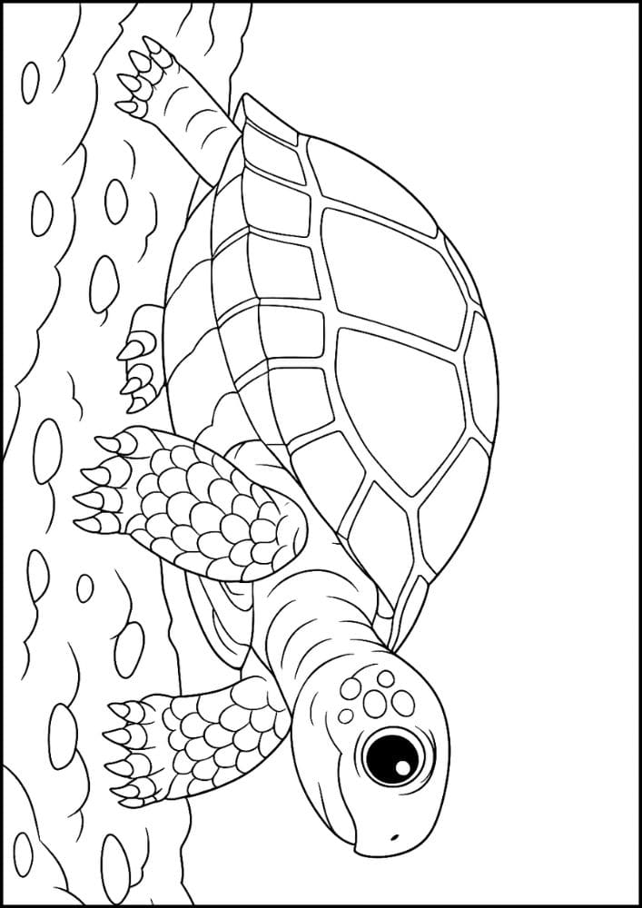 Free Printable Reptile Coloring Pages for Kids Colouring Book Turtle Realistic