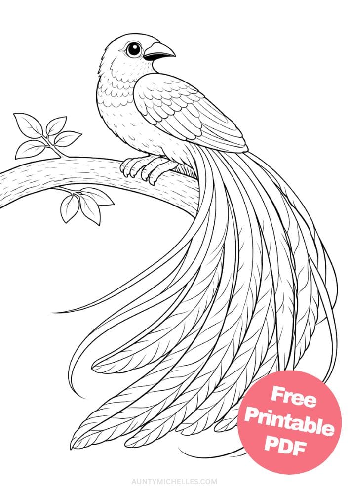 Free Printable Bird Coloring Pages for Kids Animal Activities Colouring Sheets 14 paradise flycatcher