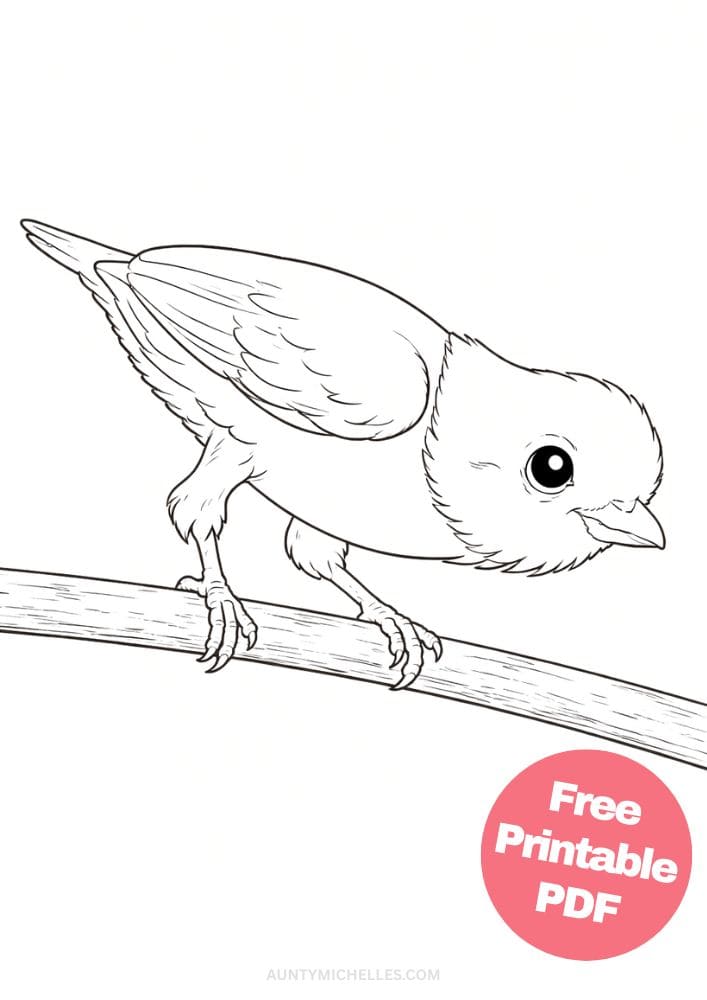 Free Printable Bird Coloring Pages for Kids Animal Activities Colouring Sheets 9 Dancing red capped manakin